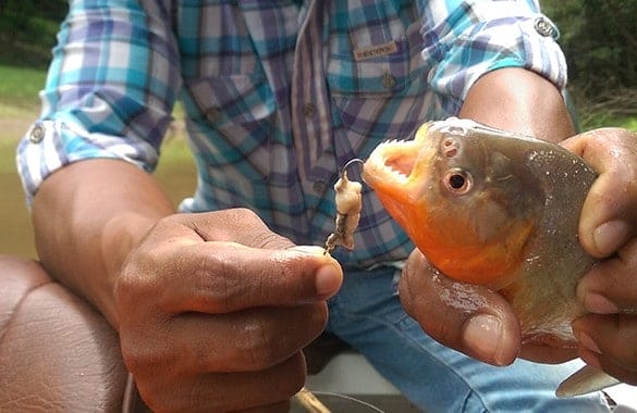 How to caught a Piranhas