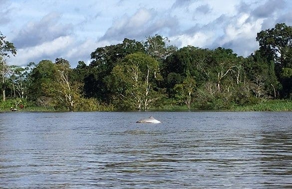 rio amazonas