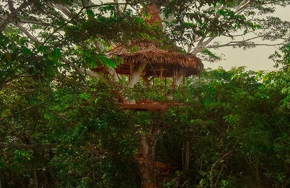 View of Treehouse 8 at Treehouse Lodge