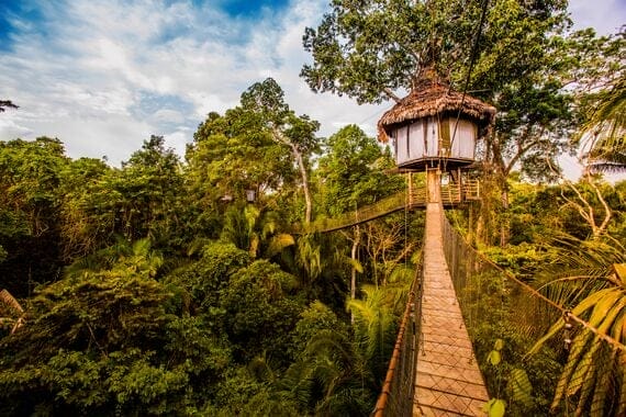 treehouse lodge with bridge