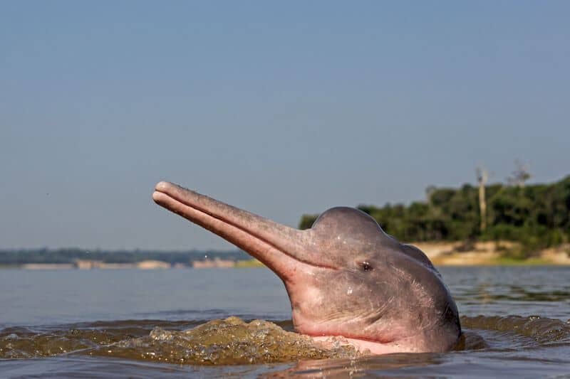 delfin en el amazonas tour iquitos
