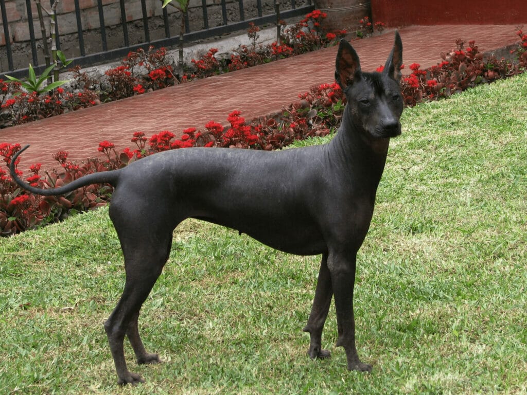 Perro-peruano