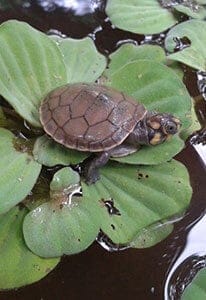 taricaya turtle release 