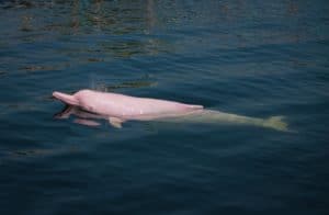 amazon-pink-river-dolphin