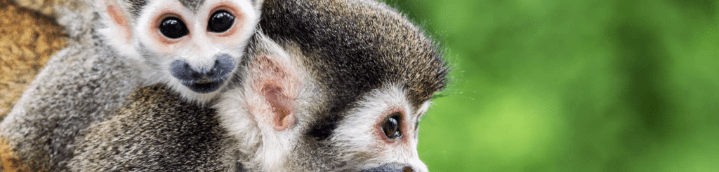 10 Animales Que Encontrarás En La Selva Peruana