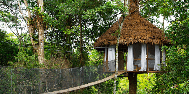 rainforest-treehouse