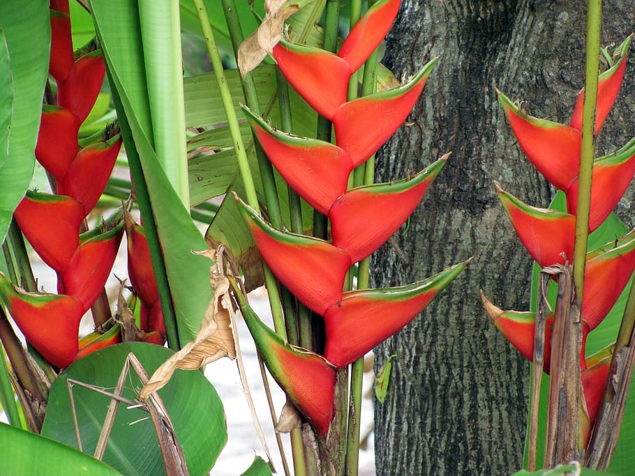 heliconia-flower-nature